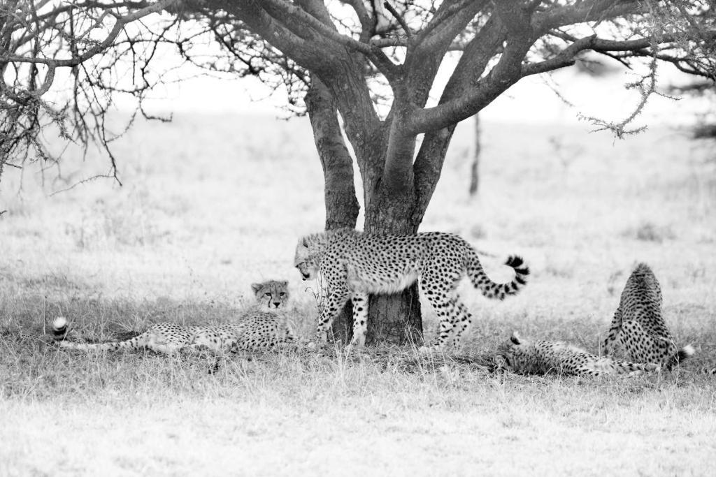 Rekero Camp Mara Simba Exterior foto