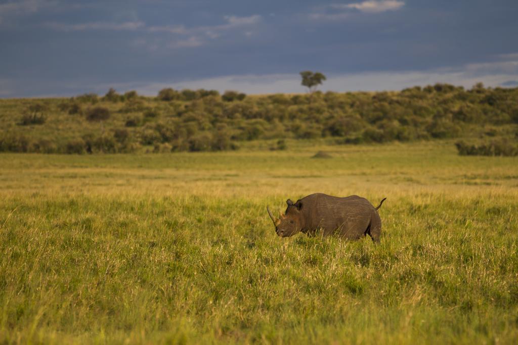 Rekero Camp Mara Simba Exterior foto