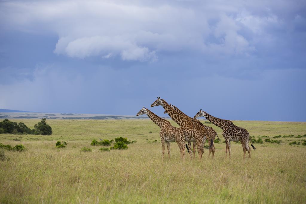 Rekero Camp Mara Simba Exterior foto