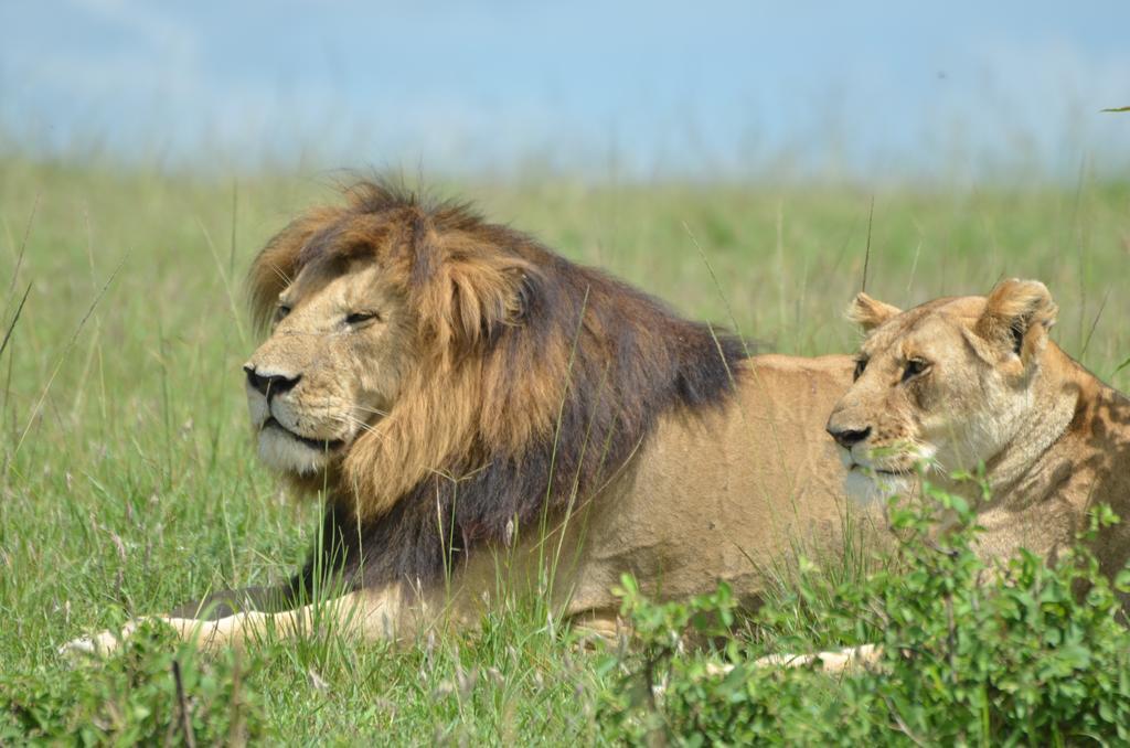 Rekero Camp Mara Simba Exterior foto